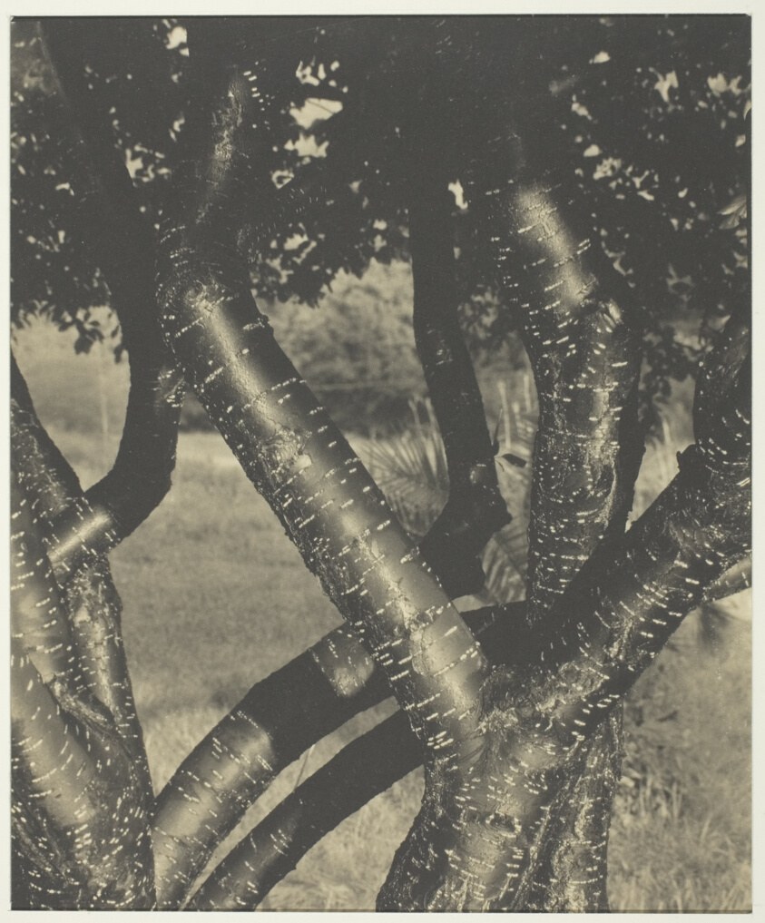 Close-up photograph of overlapping tree trunks with dappled light, creating rhythmic patterns of shadow and illumination through the forest interior.